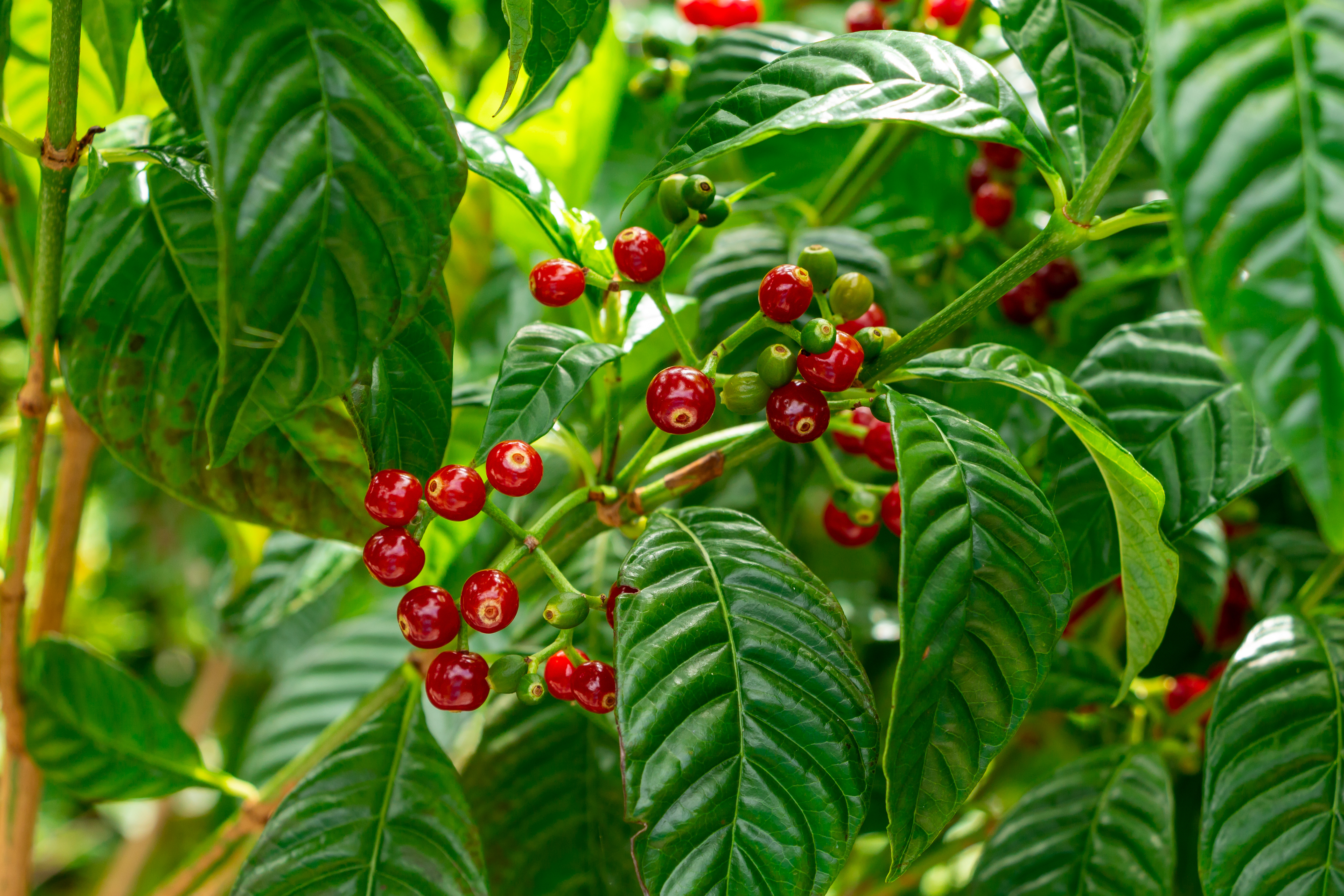 Florida’s Wild Coffee: Can You Grow It, Brew It, or Hedge It?