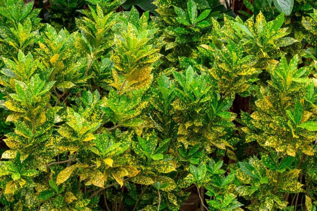 Croton 'Gold Dust' (Codiaeum variegatum)