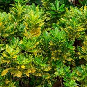 Croton 'Gold Dust' (Codiaeum variegatum)