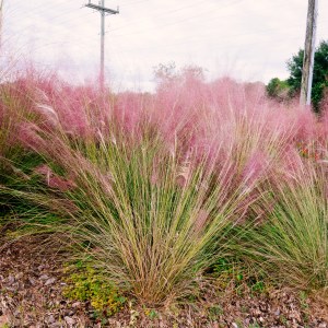 Pink muhly grass (Muhlenbergia capillaris) in full bloom growing in a mass planting in a Florida landscape.