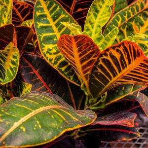 Petra Croton leaves showing vivid red, orange, and green variegation