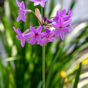 Society garlic (Tulbaghia violacea) growing in dense flowering clumps in a Florida landscape, showing violet blooms and grassy foliage.