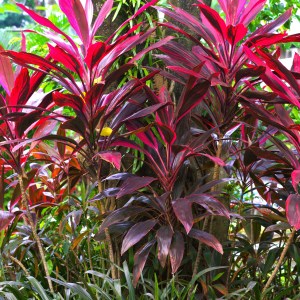 Ti plant growing in full sun in a Florida landscape with vibrant red foliage