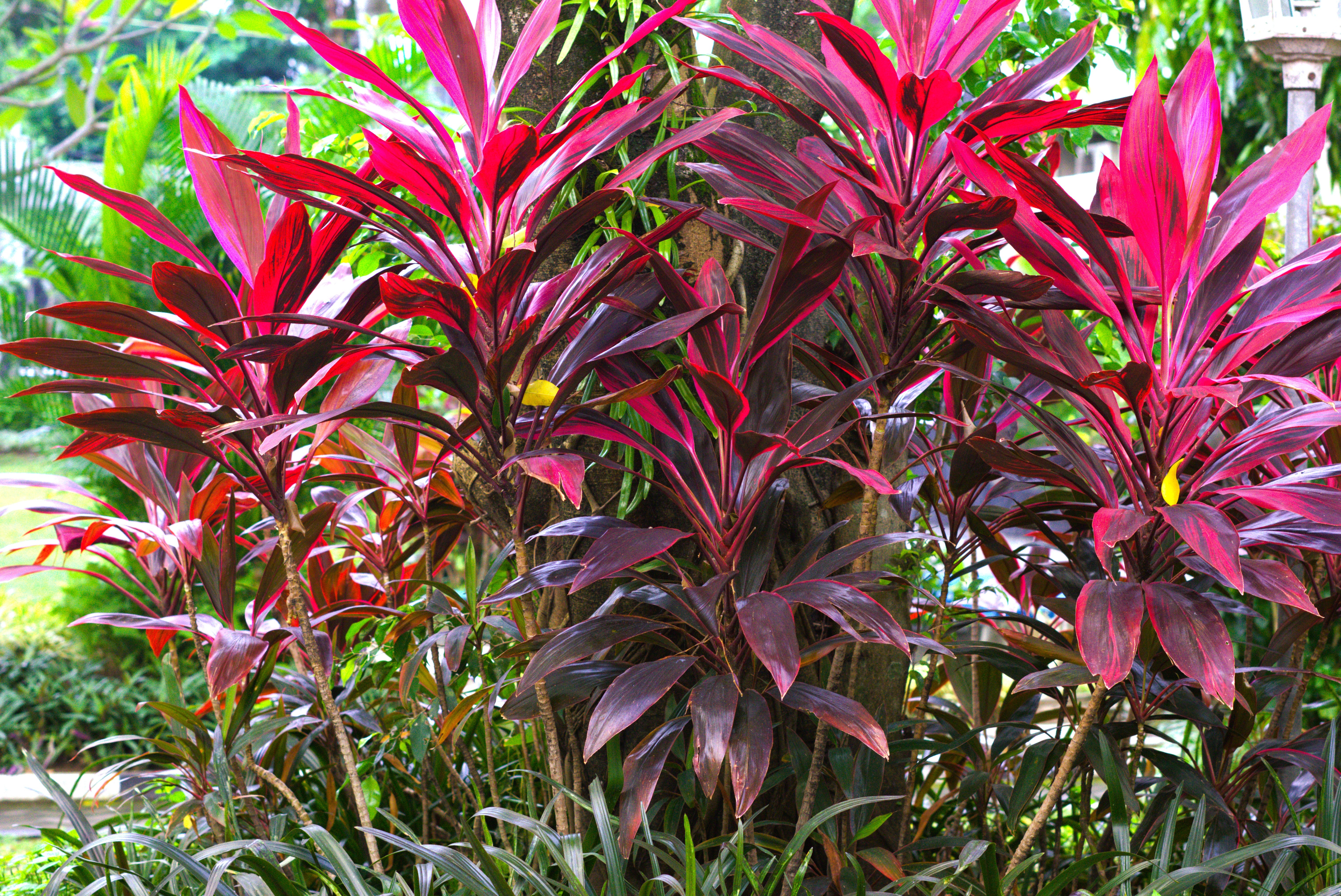 Ti plant growing in full sun in a Florida landscape with vibrant red foliage