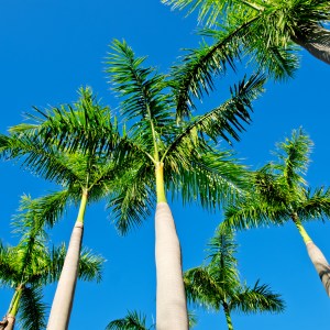 Wodyetia bifurcata (Foxtail Palm)