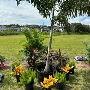 Landscape arrangement featuring a foxtail palm surrounded by crotons and ti plants in a tropical-style planting bed.