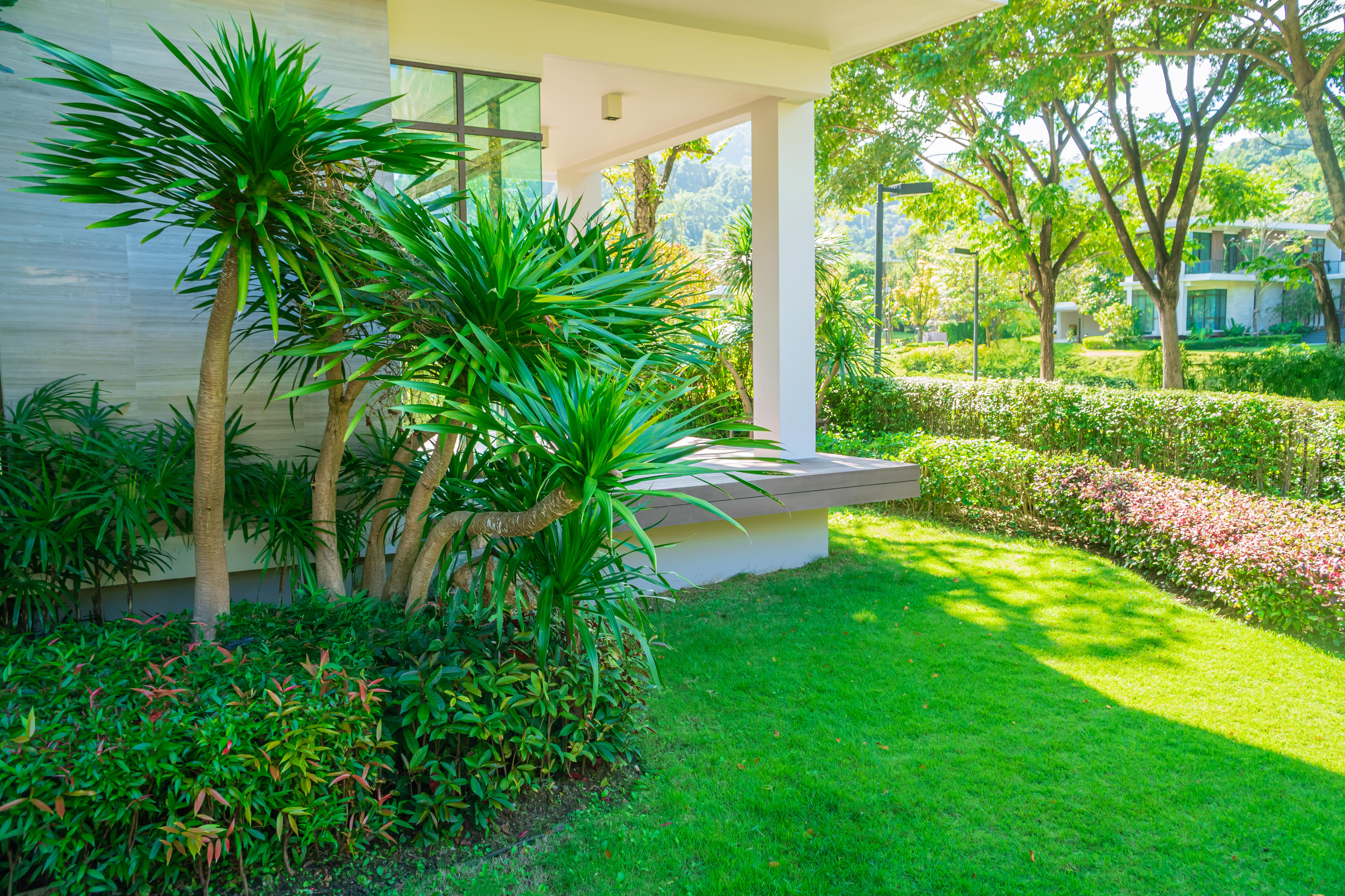 How Much Sun Is Too Much? 7 Essential Plant Light Requirements in Florida