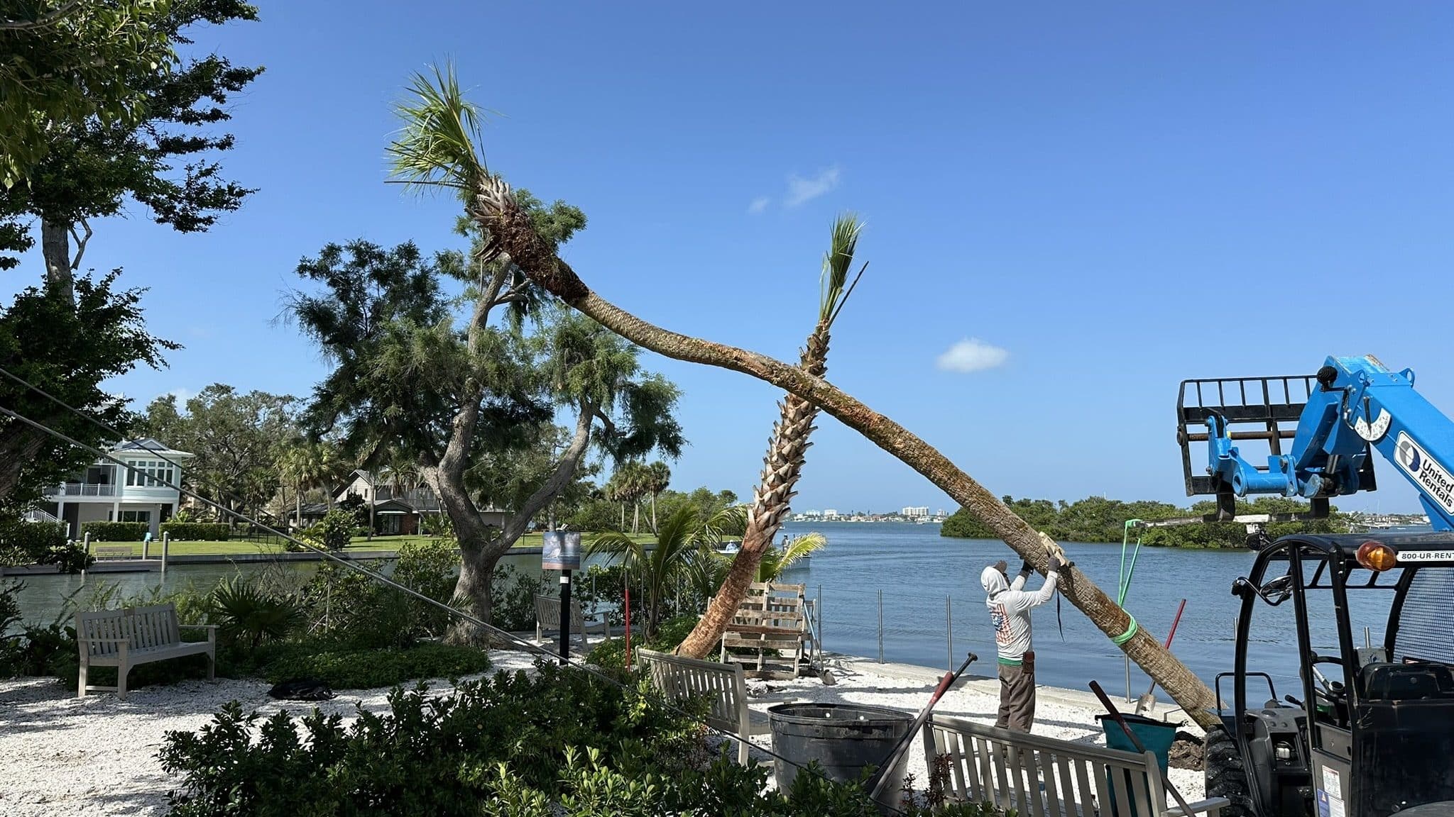 Curved mature palms installed at a waterfront landscape with coordinated placement