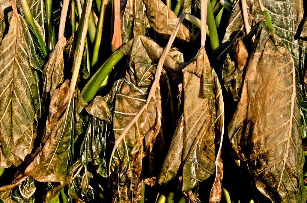 Frost-damaged tropical plant foliage following a Florida cold event