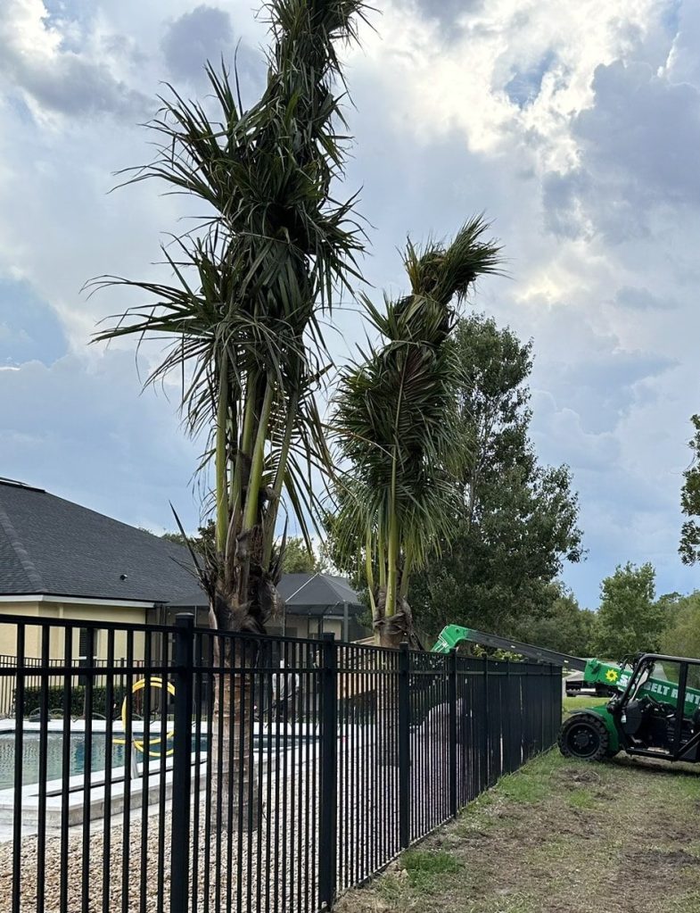Mature palms installed with a telehandler as part of a residential landscape design project in Florida