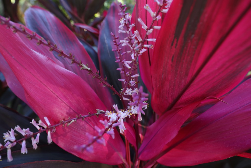 Close-up of a Ti plant (Cordyline fruticosa ‘Red Sister’) with flowers and healthy foliage during Florida winter dormancy, illustrating that winter dormancy in Florida is uneven and not all landscape plants fully shut down at the same time.