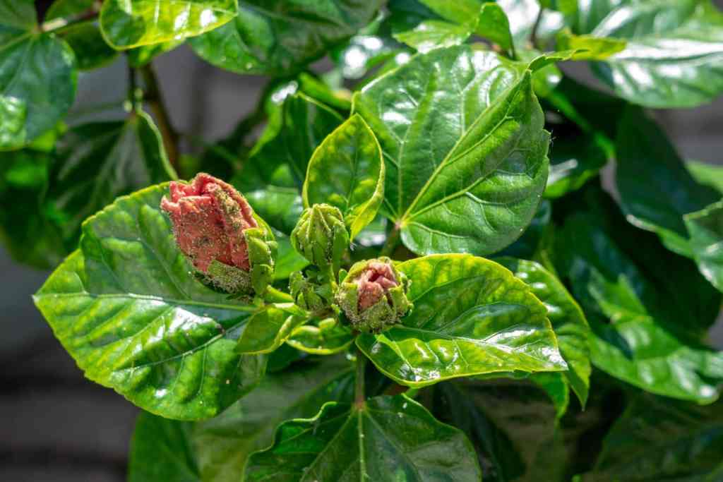 Hibiscus in Florida: Varieties, Care, Growth, Blooming, Landscaping, and Common Problems Aphids clustered on hibiscus flower buds and new growth