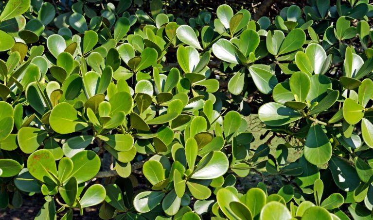 Damaged Clusia leaves caused by repeated hedge trimmer pruning in a Florida privacy hedge