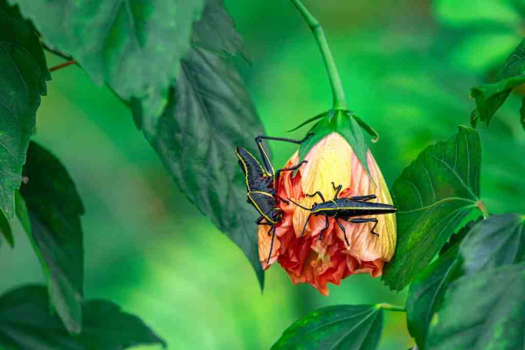 Hibiscus in Florida: Varieties, Care, Growth, Blooming, Landscaping, and Common Problems Two juvenile eastern lubber grasshoppers feeding on a double hibiscus flower