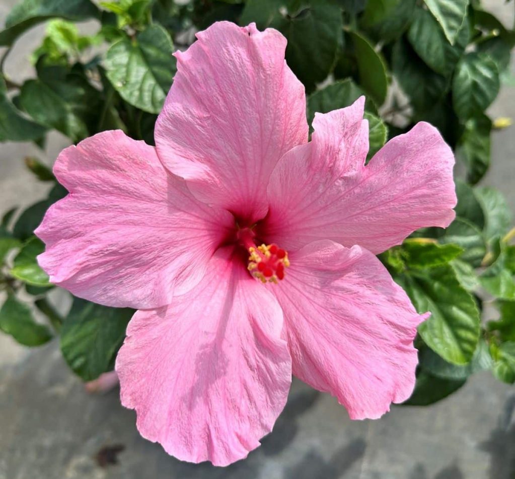Hibiscus in Florida: Varieties, Care, Growth, Blooming, Landscaping, and Common Problems Light pink single tropical hibiscus flower with a dark red eye