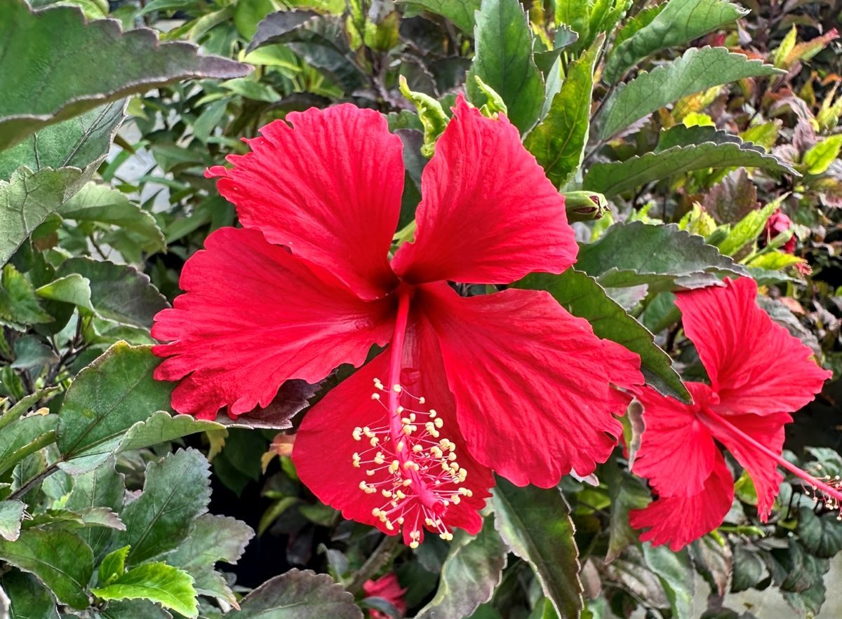 Hibiscus in Florida: Varieties, Care, Growth, Blooming, Landscaping, and Common Problems Red single tropical hibiscus flower growing among green foliage