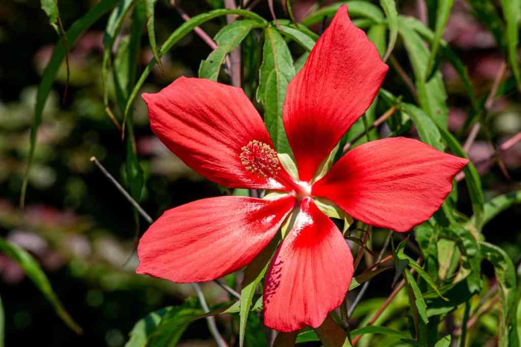 Hibiscus in Florida: Varieties, Care, Growth, Blooming, Landscaping, and Common Problems Scarlet rosemallow native hibiscus flower with five red petals