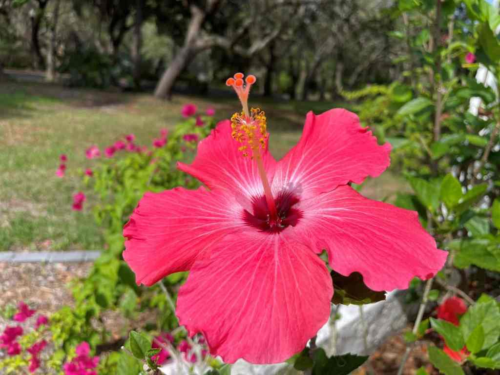 Hibiscus in Florida: Varieties, Care, Growth, Blooming, Landscaping, and Common Problems Pink tropical hibiscus flower growing in a Florida landscape