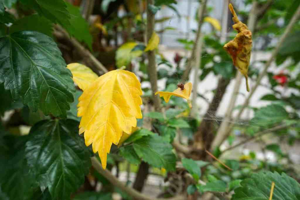 Hibiscus in Florida: Varieties, Care, Growth, Blooming, Landscaping, and Common Problems Yellow hibiscus leaf beside healthy green foliage