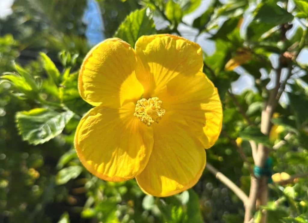 Hibiscus in Florida: Varieties, Care, Growth, Blooming, Landscaping, and Common Problems Yellow single tropical hibiscus flower growing in a Florida landscape