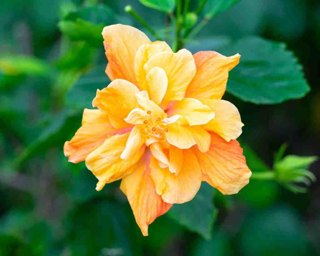 Hibiscus in Florida: Varieties, Care, Growth, Blooming, Landscaping, and Common Problems Double yellow tropical hibiscus flower with layered ruffled petals