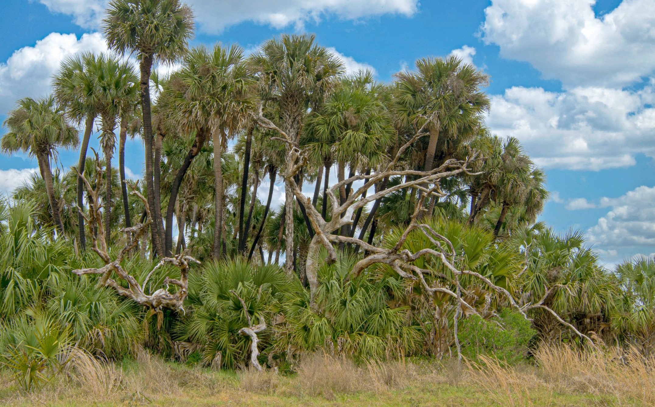 Native Florida cabbage palm and saw palmetto hammock illustrating the type of outdoor environment that shaped life before modern lawns and suburban development.