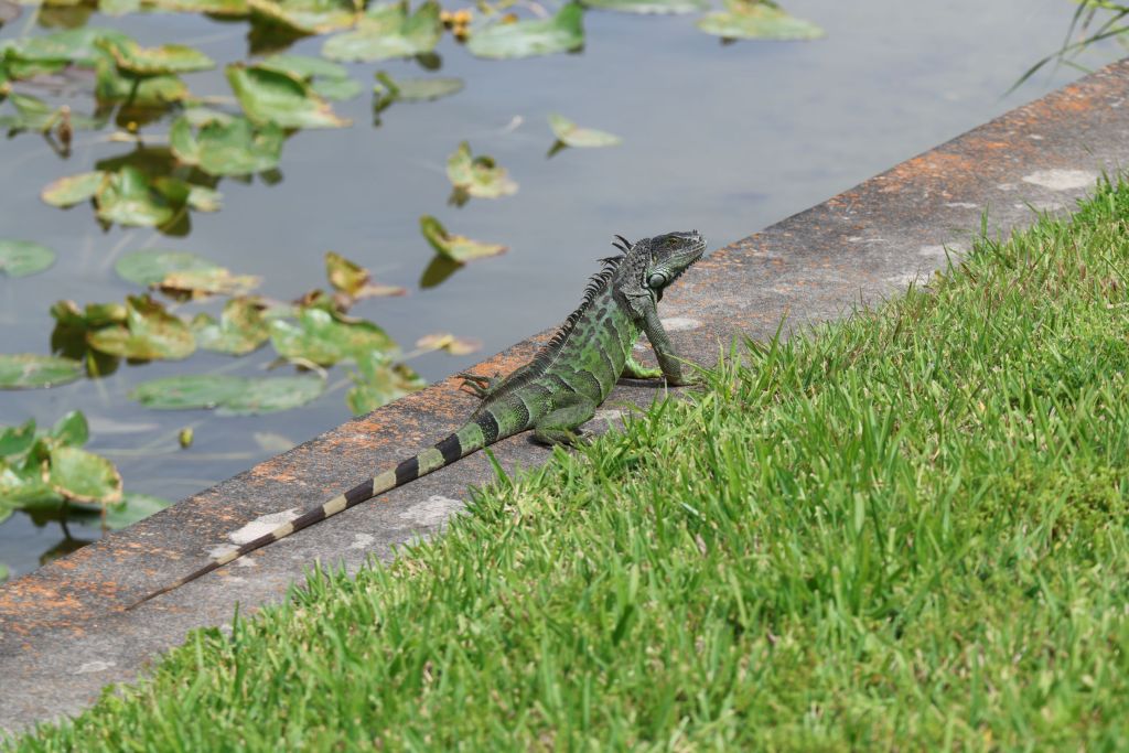 Green Iguanas in Florida Landscapes Green iguana beside a canal in a Florida residential landscape.