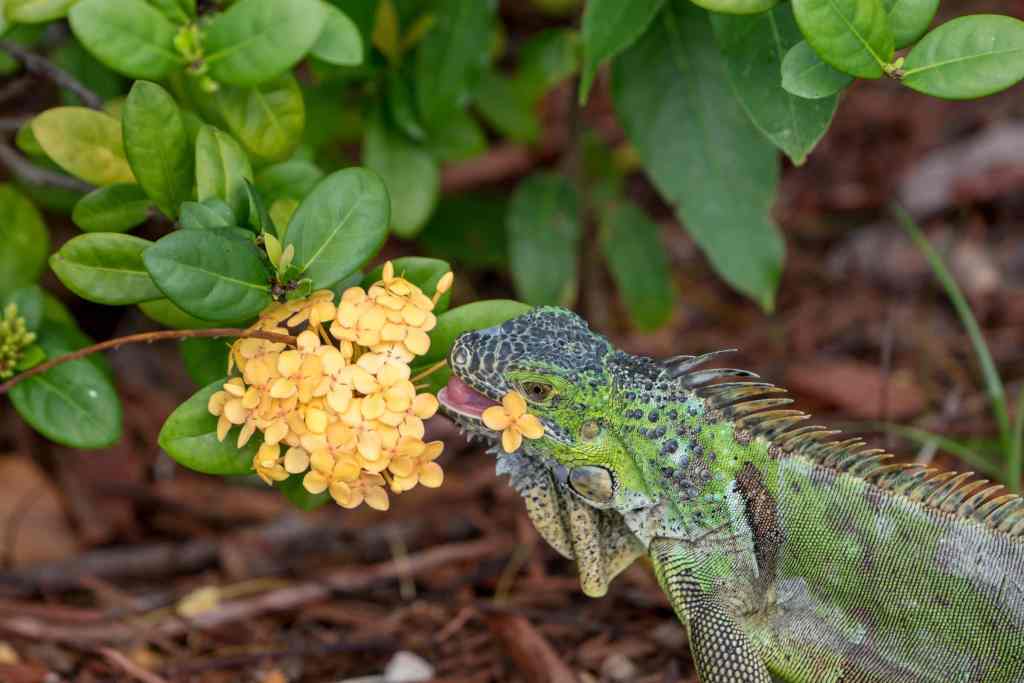 Green Iguanas in Florida Landscapes Green iguana feeding on the flowers of an ornamental landscape shrub.