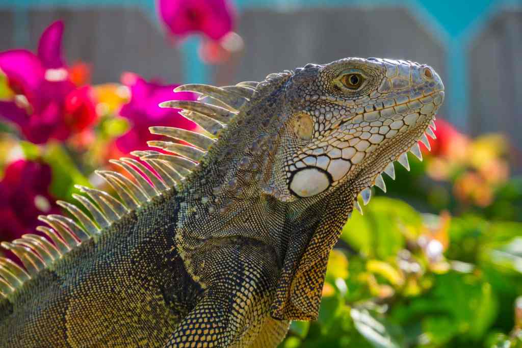 Green Iguanas in Florida Landscapes Adult green iguana in a Florida residential landscape surrounded by ornamental plants.