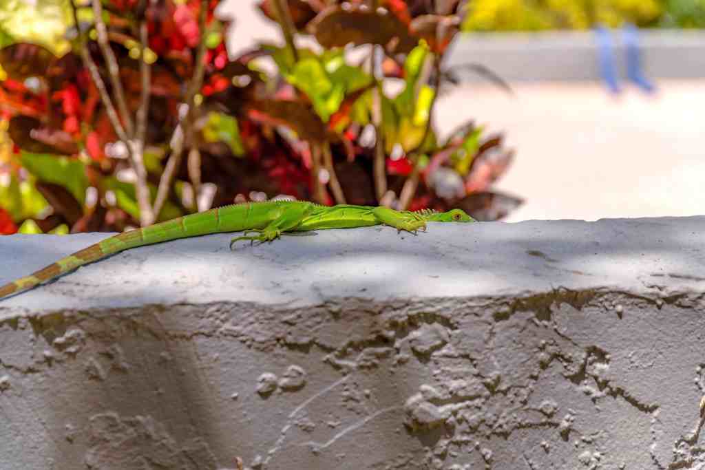 Green Iguanas in Florida Landscapes Juvenile green iguana resting on a low landscape wall beneath ornamental plants.