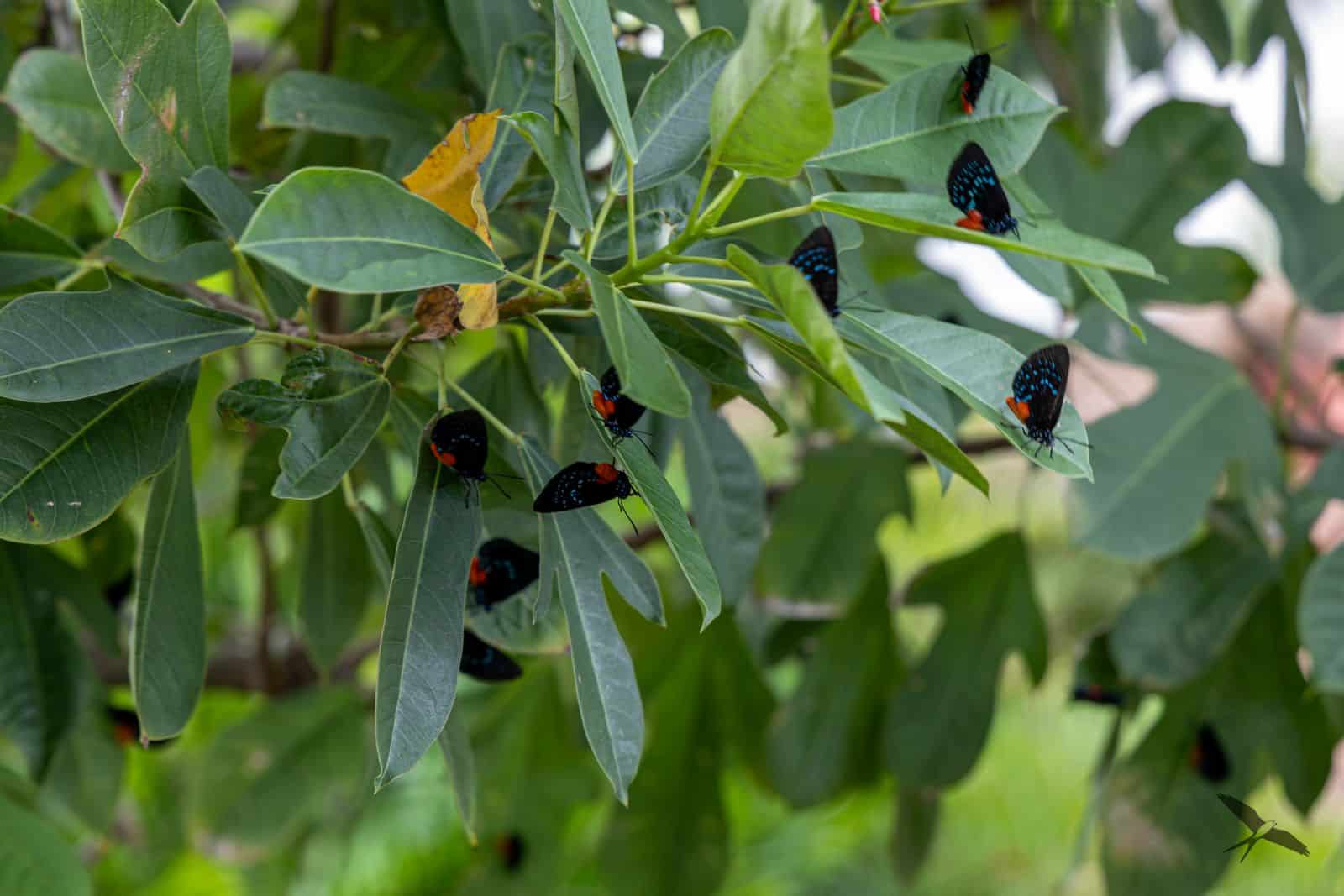 Multiple adult Atala butterflies gathered on jatropha foliage